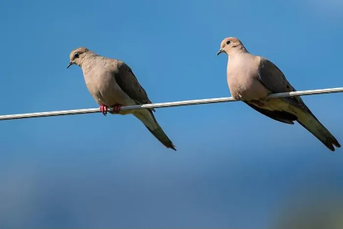 Framed Print : Two Mourning dove looking in the same direction while perched on a metallic wire Framed Print : Two Mourning dove looking in the same direction while perched on a metallic wire