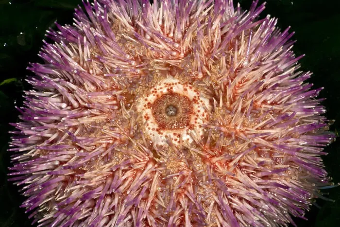 Framed Print : The mouthparts of an Edible Sea Urchin are on the underside Framed Print : The mouthparts of an Edible Sea Urchin are on the underside