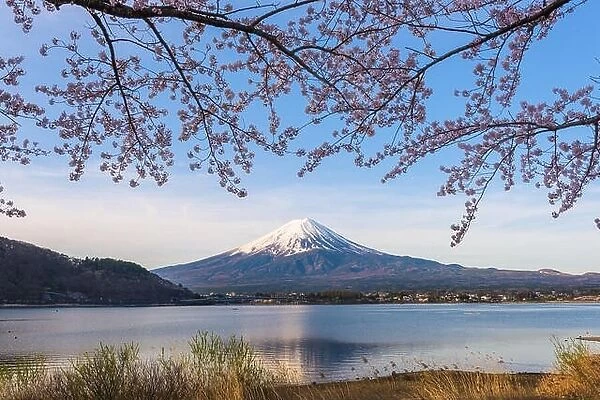 Mt. Fuji, Japan from Lake kawaguchi in spring