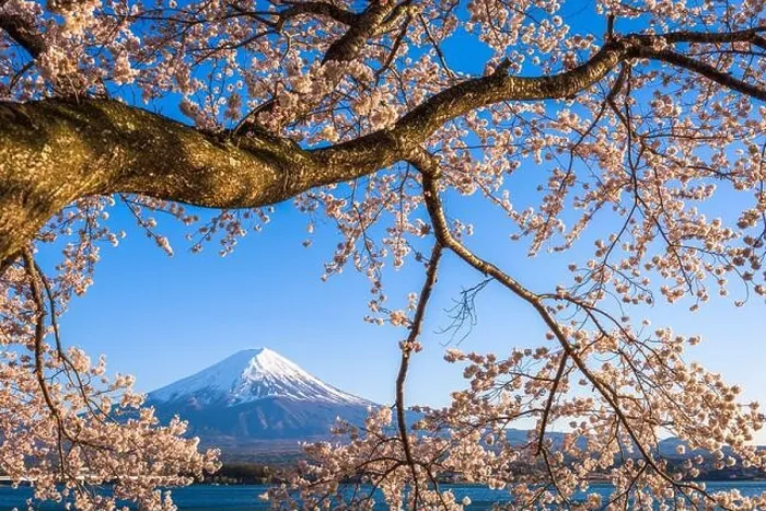 Framed Print : Mt. Fuji, Japan on Lake Kawaguchi during spring season Framed Print : Mt. Fuji, Japan on Lake Kawaguchi during spring season