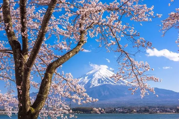 Framed Print : Mt. Fuji, Japan on Lake Kawaguchi during spring season Framed Print : Mt. Fuji, Japan on Lake Kawaguchi during spring season
