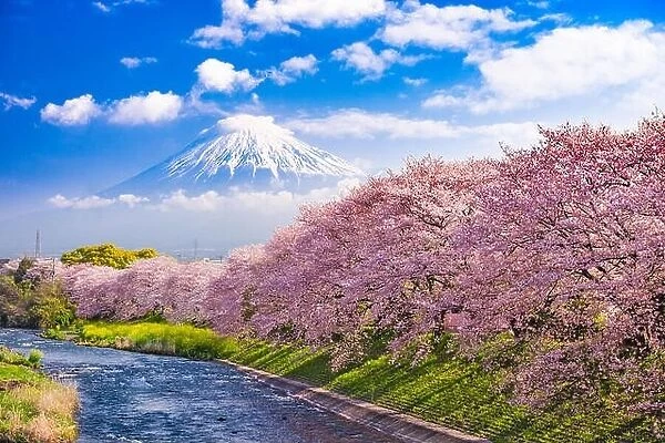 Mt. Fuji, Japan and river in Spring