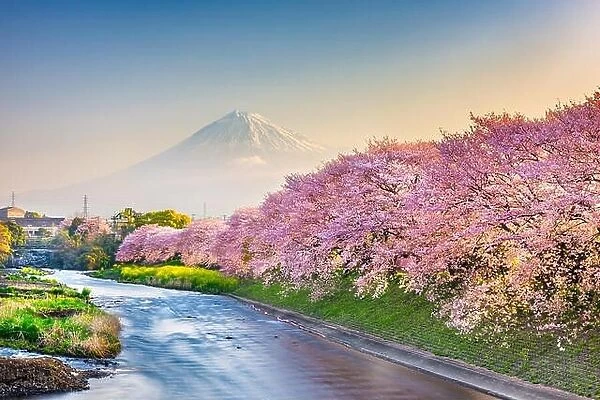 Mt. Fuji, Japan spring landscape and river with cherry blossoms
