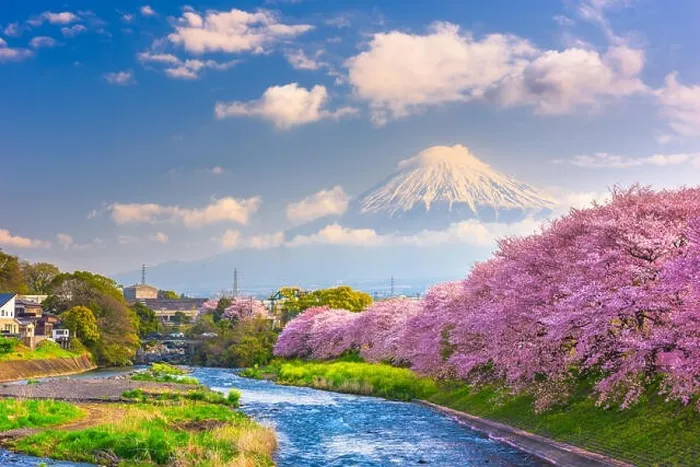Framed Print : Mt. Fuji, Japan spring landscape and river with cherry blossoms Framed Print : Mt. Fuji, Japan spring landscape and river with cherry blossoms