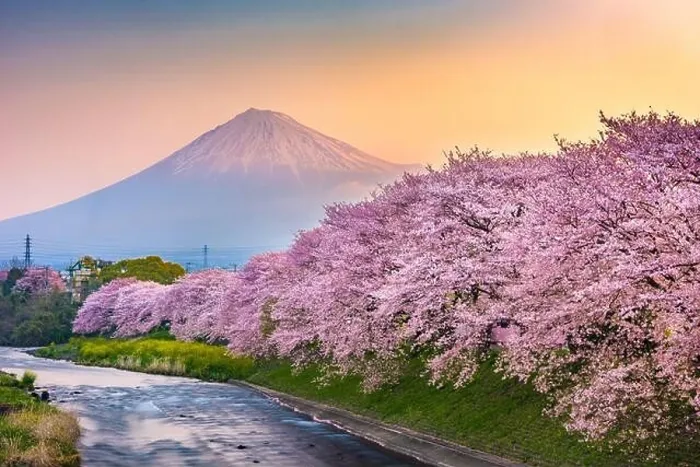 Framed Print : Mt. Fuji, Japan spring landscape and river with cherry blossoms Framed Print : Mt. Fuji, Japan spring landscape and river with cherry blossoms