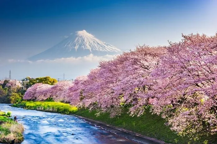 Framed Print : Mt. Fuji, Japan spring landscape and river with cherry blossoms