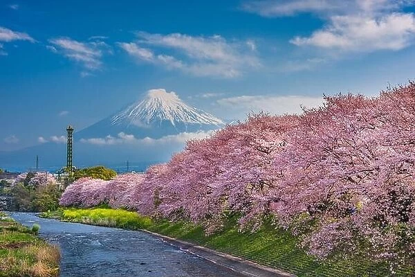 Mt. Fuji, Japan spring landscape and Urui River with cherry blossoms