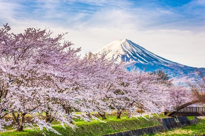 Framed Print : Mt. fuji Japan in Spring from the shore of Kawaguchi Lake Framed Print : Mt. fuji Japan in Spring from the shore of Kawaguchi Lake