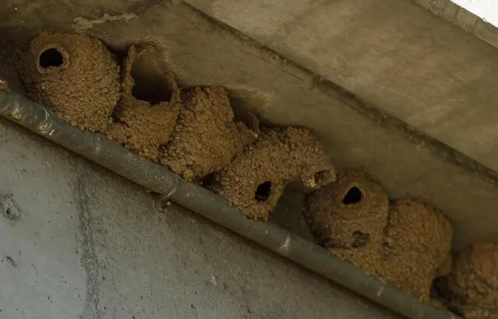 Framed Print : Mud tree swallow nests under a bridge in spring Framed Print : Mud tree swallow nests under a bridge in spring