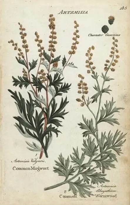Framed Print : Mugwort, Artemisia vulgaris, and wormwood Framed Print : Mugwort, Artemisia vulgaris, and wormwood