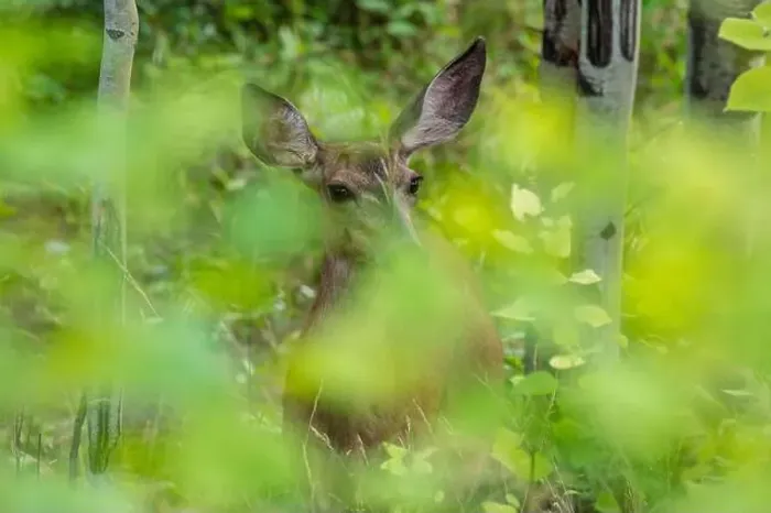 Framed Print : Mule Deer doe in dense forest (Odocoileus hemionus), Canmore, Alberta