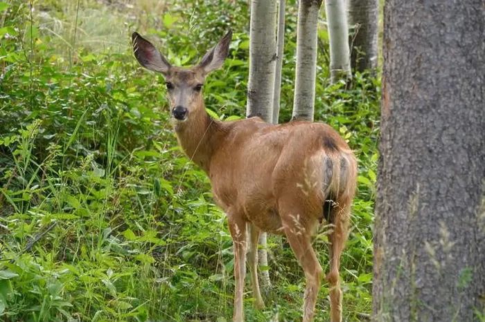 Framed Print : Mule Deer doe (Odocoileus hemionus), Canmore, Alberta Framed Print : Mule Deer doe (Odocoileus hemionus), Canmore, Alberta