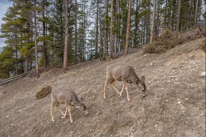 Framed Print : Two mule deer (Odocoileus hemionus) grazing on a barren slope in Banff National Park, Alberta, Canada Framed Print : Two mule deer (Odocoileus hemionus) grazing on a barren slope in Banff National Park, Alberta, Canada