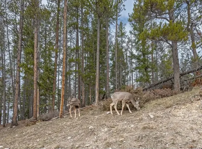 Framed Print : Two mule deer (Odocoileus hemionus) grazing on a rocky slope in Banff National Park, Alberta, Canada Framed Print : Two mule deer (Odocoileus hemionus) grazing on a rocky slope in Banff National Park, Alberta, Canada