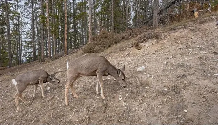 Framed Print : Two mule deer (Odocoileus hemionus) grazing on a rocky slope in Banff National Park, Alberta, Canada Framed Print : Two mule deer (Odocoileus hemionus) grazing on a rocky slope in Banff National Park, Alberta, Canada