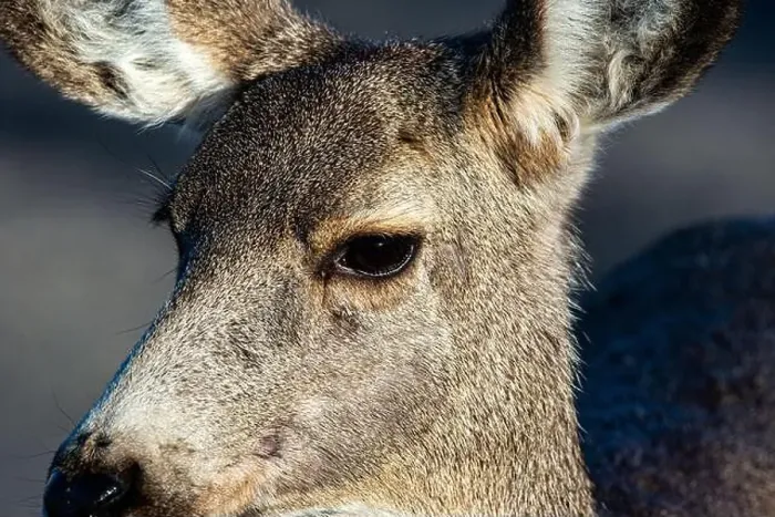 Framed Print : Mule deer are often seen in Great Sand Dunes National Park, Colorado. USA Framed Print : Mule deer are often seen in Great Sand Dunes National Park, Colorado. USA