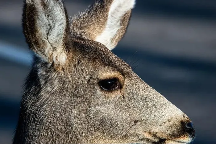 Framed Print : Mule deer are often seen in Great Sand Dunes National Park, Colorado. USA Framed Print : Mule deer are often seen in Great Sand Dunes National Park, Colorado. USA