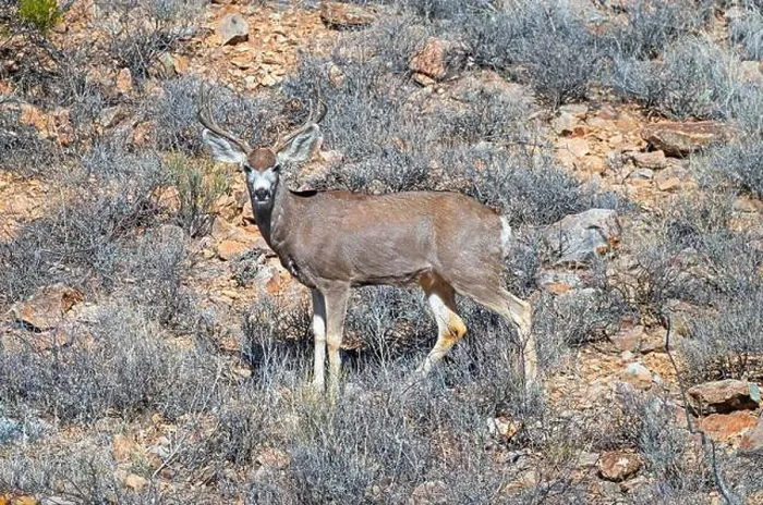 Framed Print : Mule Deer Stopping to Check Its Surroundings in the Organ Mountains in New Mexico Framed Print : Mule Deer Stopping to Check Its Surroundings in the Organ Mountains in New Mexico