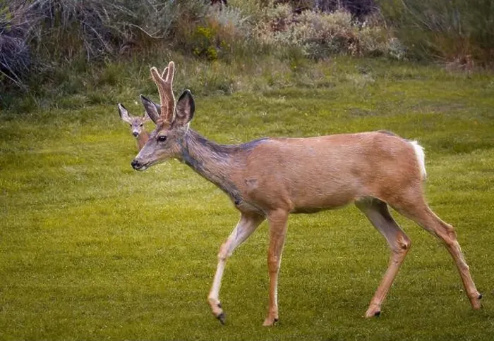 Framed Print : Mule deer walks on the lawn. Capitol Reef National Park, Utah, USA Framed Print : Mule deer walks on the lawn. Capitol Reef National Park, Utah, USA