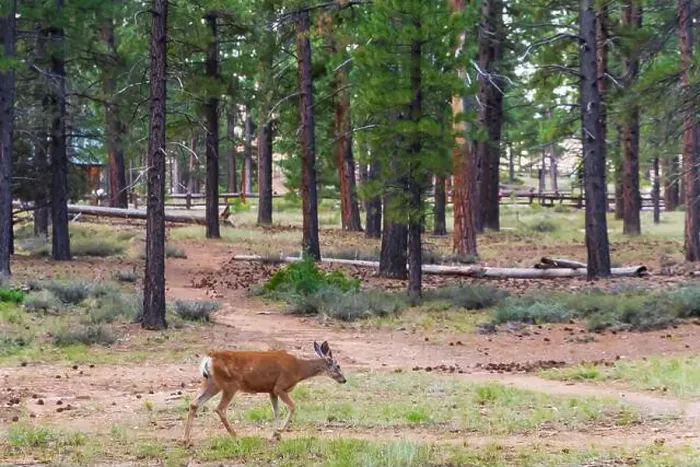 Framed Print : Mule deer walks in the park, Bryce Caniyon, Utah, USA Framed Print : Mule deer walks in the park, Bryce Caniyon, Utah, USA