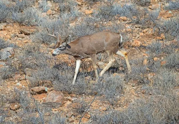 Framed Print : Mule Deer Wandering an Arid Mountainside in the Organ Mountains of New Mexico Framed Print : Mule Deer Wandering an Arid Mountainside in the Organ Mountains of New Mexico