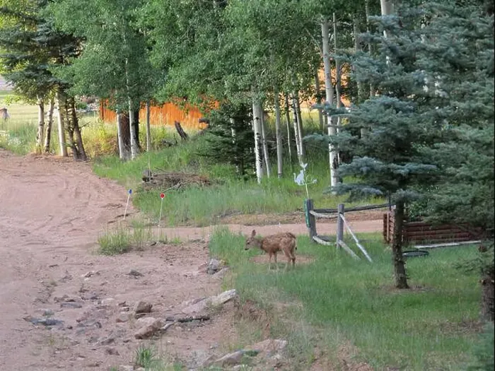Framed Print : Mule Deer in the woods of the Florissant Colorado Mountains