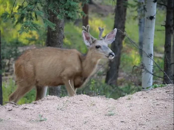 Framed Print : Mule Deer in the woods of the Florissant Colorado Mountains Framed Print : Mule Deer in the woods of the Florissant Colorado Mountains
