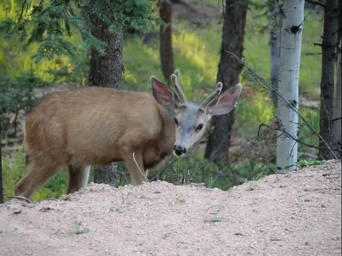 Framed Print : Mule Deer in the woods of the Florissant Colorado Mountains Framed Print : Mule Deer in the woods of the Florissant Colorado Mountains