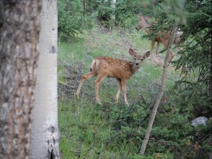 Framed Print : Mule Deer in the woods of the Florissant Colorado Mountains Framed Print : Mule Deer in the woods of the Florissant Colorado Mountains