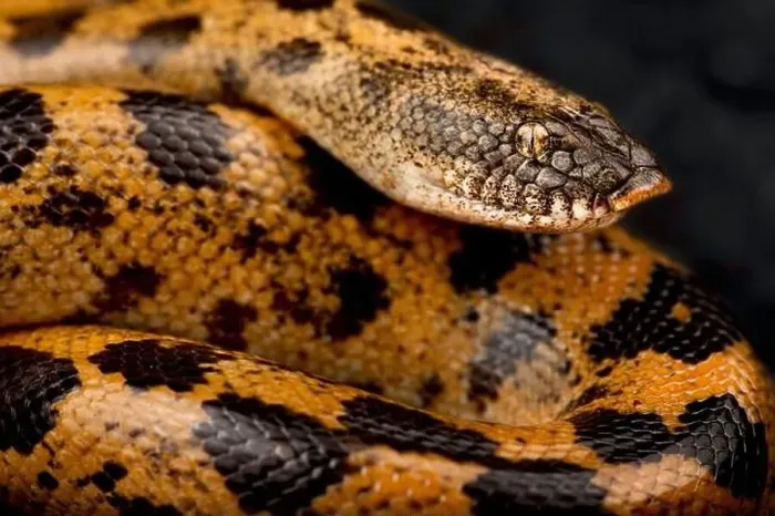 Framed Print : Muller's sand boa (Eryx muelleri) Framed Print : Muller's sand boa (Eryx muelleri)