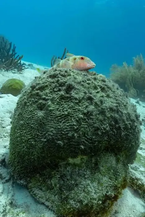 Framed Print : A Mullus surmuletus, rests on a coral-covered rock in the clear waters off Bonaire Framed Print : A Mullus surmuletus, rests on a coral-covered rock in the clear waters off Bonaire