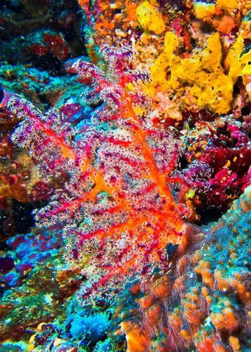 Framed Print : Multi-branched Coral Trees, Soft Coral, Reef Building Corals, Coral Reef, North Ari Atoll, Maldives, Indian Ocean, Asia Framed Print : Multi-branched Coral Trees, Soft Coral, Reef Building Corals, Coral Reef, North Ari Atoll, Maldives, Indian Ocean, Asia