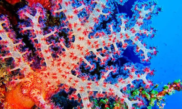 Framed Print : Multi-branched Coral Trees, Soft Coral Framed Print : Multi-branched Coral Trees, Soft Coral