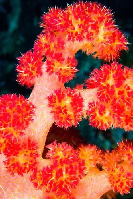Framed Print : Multi-branched Coral Trees, Soft Coral Framed Print : Multi-branched Coral Trees, Soft Coral