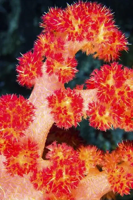 Framed Print : Multi-branched Coral Trees, Soft Coral Framed Print : Multi-branched Coral Trees, Soft Coral