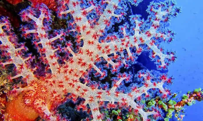 Framed Print : Multi-branched Coral Trees, Soft Coral Framed Print : Multi-branched Coral Trees, Soft Coral