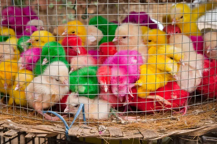 Framed Print : Multi colored chicks in a mesh basket Framed Print : Multi colored chicks in a mesh basket