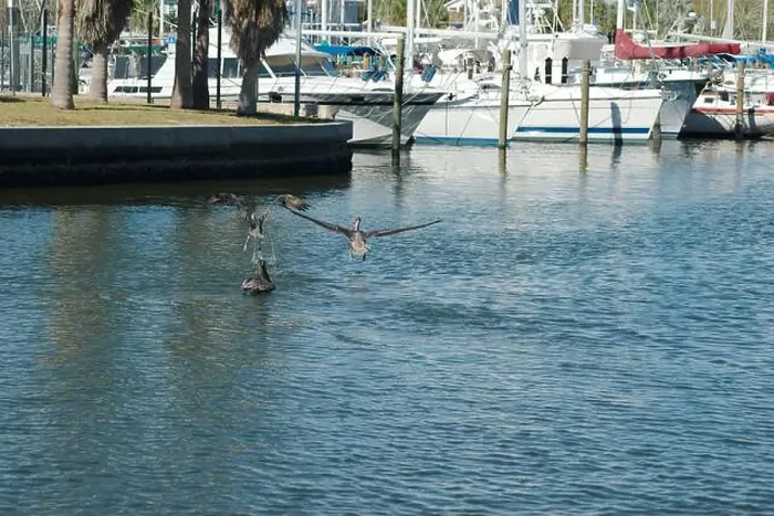 Framed Print : Multiple Florida Pelicans Flying near a fish cleaning station getting into position to grab fish parts being thrown Framed Print : Multiple Florida Pelicans Flying near a fish cleaning station getting into position to grab fish parts being thrown