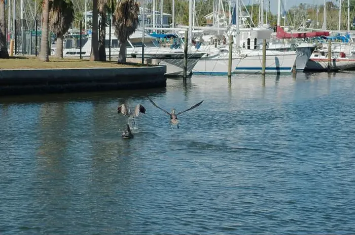 Framed Print : Multiple Florida Pelicans Flying near a fish cleaning station getting into position to grab fish parts being thrown Framed Print : Multiple Florida Pelicans Flying near a fish cleaning station getting into position to grab fish parts being thrown