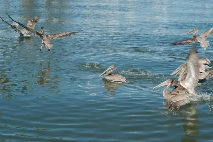 Framed Print : Multiple Florida Pelicans Flying near a fish cleaning station getting into position to grab fish parts being thrown Framed Print : Multiple Florida Pelicans Flying near a fish cleaning station getting into position to grab fish parts being thrown