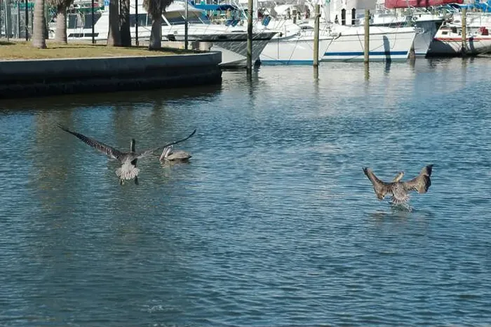 Framed Print : Multiple Florida Pelicans Flying near a fish cleaning station getting into position to grab fish parts being thrown Framed Print : Multiple Florida Pelicans Flying near a fish cleaning station getting into position to grab fish parts being thrown