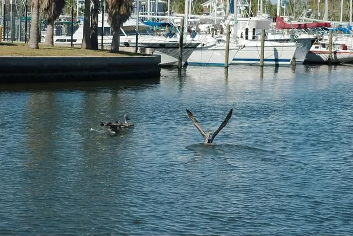 Framed Print : Multiple Florida Pelicans Flying near a fish cleaning station getting into position to grab fish parts being thrown Framed Print : Multiple Florida Pelicans Flying near a fish cleaning station getting into position to grab fish parts being thrown