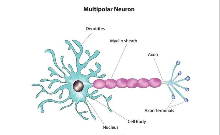 Framed Print : multipolar neuron Framed Print : multipolar neuron