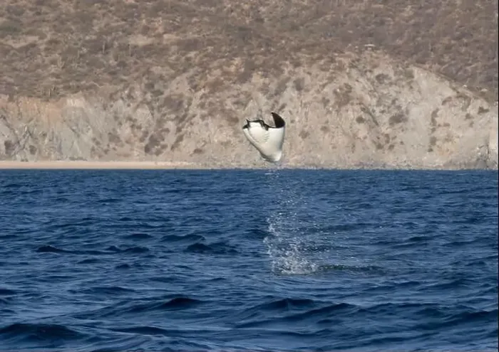 Framed Print : Munk's Devil Rays aka Mobula Rays (Mobula munkiana) in jumping out of the water in Baja California Sur, Mexico Framed Print : Munk's Devil Rays aka Mobula Rays (Mobula munkiana) in jumping out of the water in Baja California Sur, Mexico