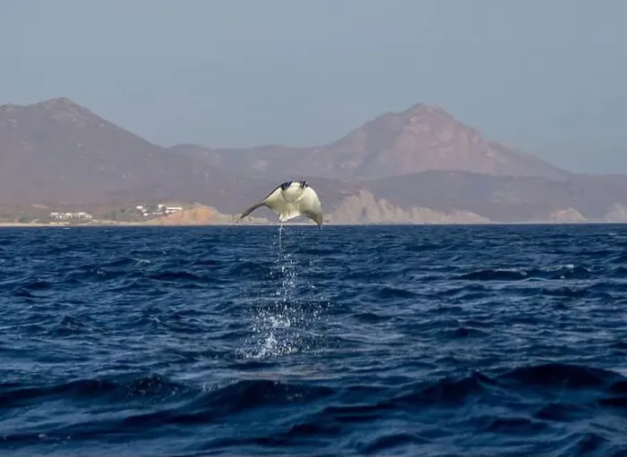 Framed Print : Munk's Devil Rays aka Mobula Rays (Mobula munkiana) in jumping out of the water in Baja California Sur, Mexico Framed Print : Munk's Devil Rays aka Mobula Rays (Mobula munkiana) in jumping out of the water in Baja California Sur, Mexico