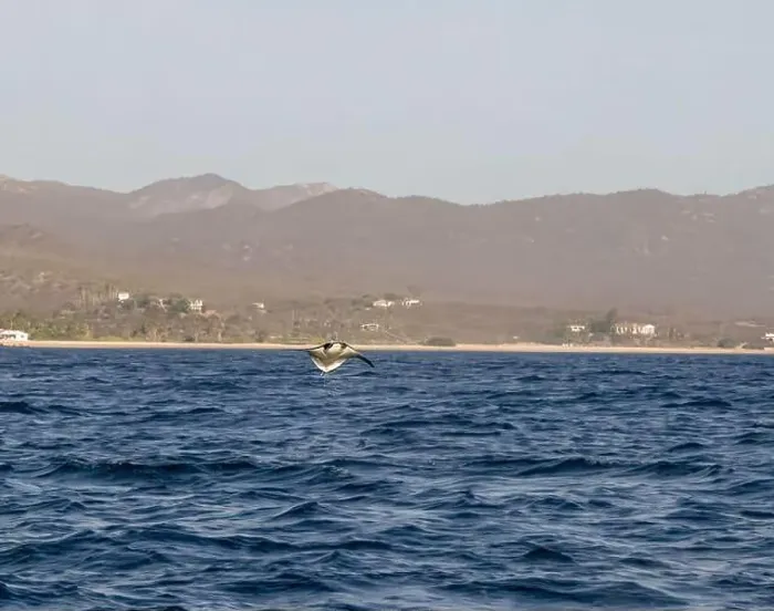 Framed Print : Munk's Devil Rays aka Mobula Rays (Mobula munkiana) in jumping out of the water in Baja California Sur, Mexico Framed Print : Munk's Devil Rays aka Mobula Rays (Mobula munkiana) in jumping out of the water in Baja California Sur, Mexico