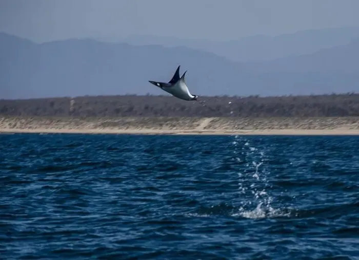Framed Print : Munk's Devil Rays aka Mobula Rays (Mobula munkiana) in jumping out of the water in Baja California Sur, Mexico Framed Print : Munk's Devil Rays aka Mobula Rays (Mobula munkiana) in jumping out of the water in Baja California Sur, Mexico