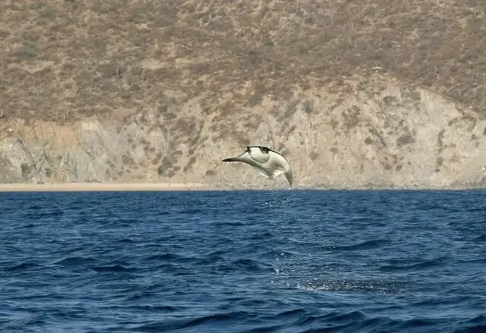 Framed Print : Munk's Devil Rays aka Mobula Rays (Mobula munkiana) in jumping out of the water in Baja California Sur, Mexico Framed Print : Munk's Devil Rays aka Mobula Rays (Mobula munkiana) in jumping out of the water in Baja California Sur, Mexico
