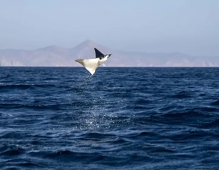 Framed Print : Munk's Devil Rays aka Mobula Rays (Mobula munkiana) in jumping out of the water in Baja California Sur, Mexico Framed Print : Munk's Devil Rays aka Mobula Rays (Mobula munkiana) in jumping out of the water in Baja California Sur, Mexico
