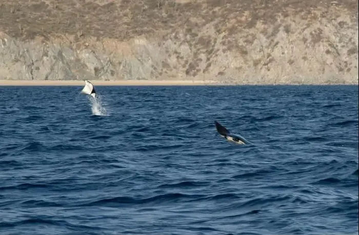 Framed Print : Munk's Devil Rays aka Mobula Rays (Mobula munkiana) in jumping out of the water in Baja California Sur, Mexico Framed Print : Munk's Devil Rays aka Mobula Rays (Mobula munkiana) in jumping out of the water in Baja California Sur, Mexico